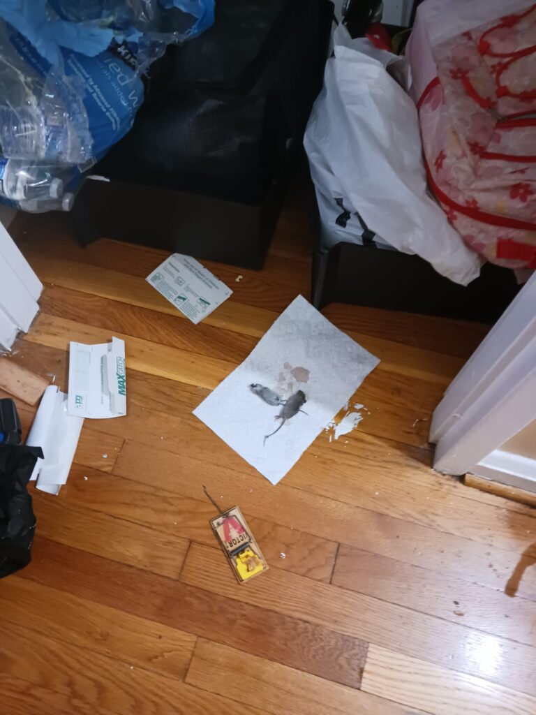 Rodents Pest Controls