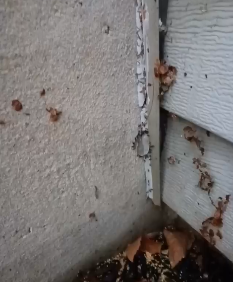Ants Colony With Special Treatment