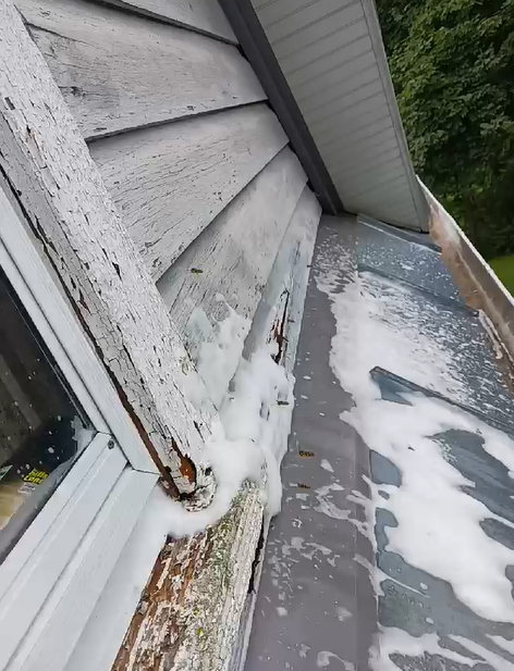 Carpenter Bee Treatment and control